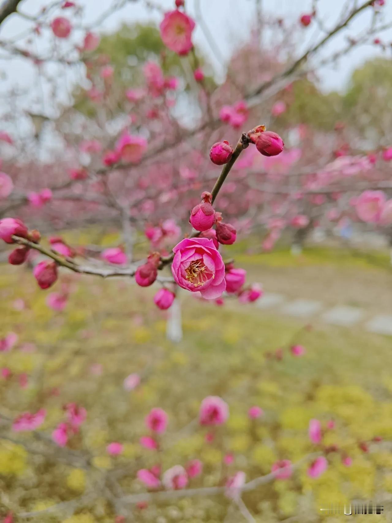 梅花