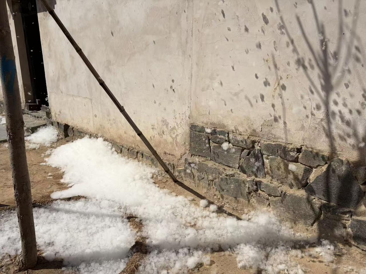 西柏坡下雪了！昨天的市里也是这样的。乱花渐入迷人眼，四月飞雪现奇观！这样的奇观你