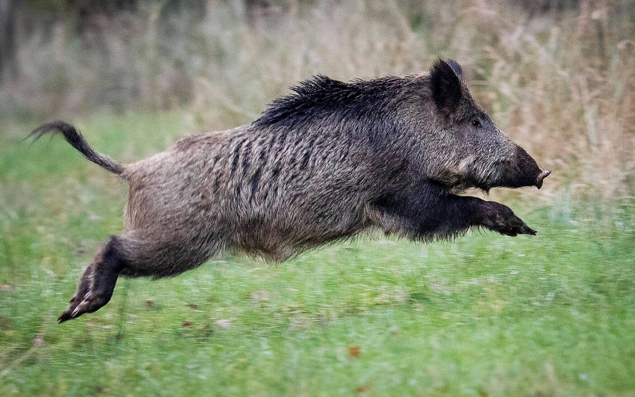 【#野猪正式调出三有名录#“并不意味着可以随意捕杀”】国家林草局30日公布新调整