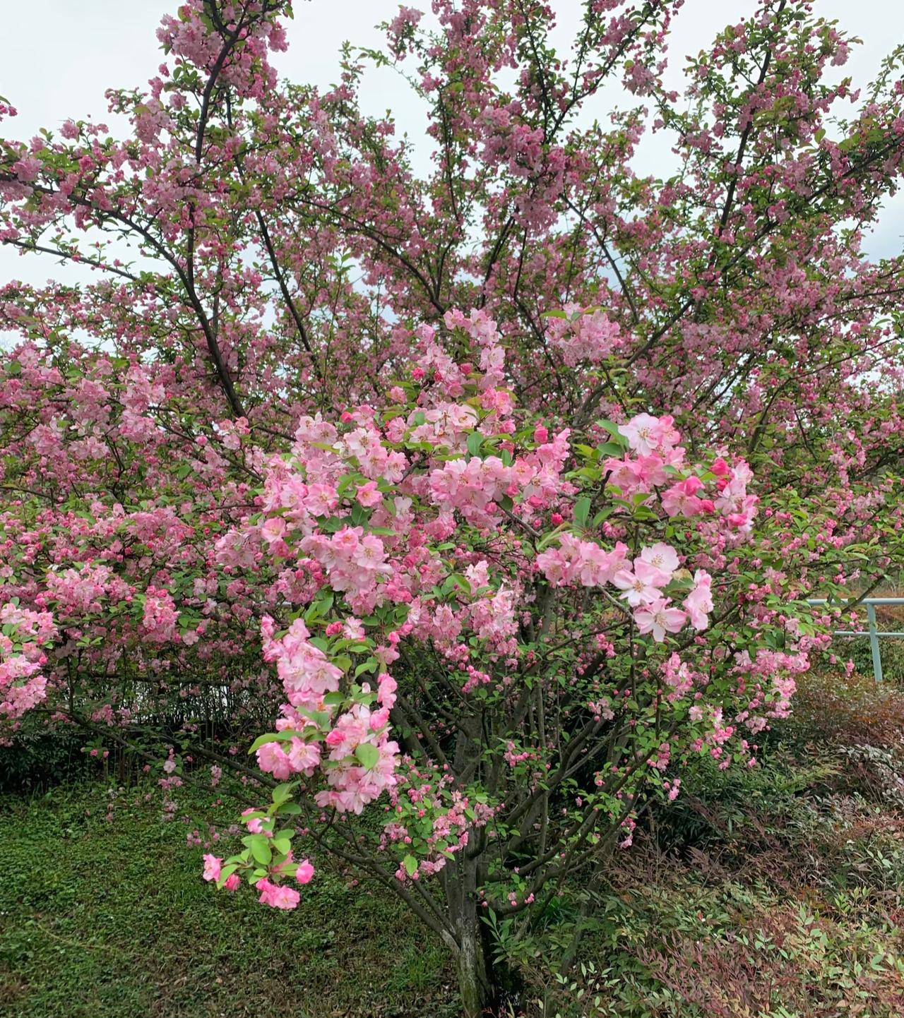 海棠花怎么可以这么漂亮？！！！
在路边散步的时候看到了大片盛开海棠花，
一大簇一