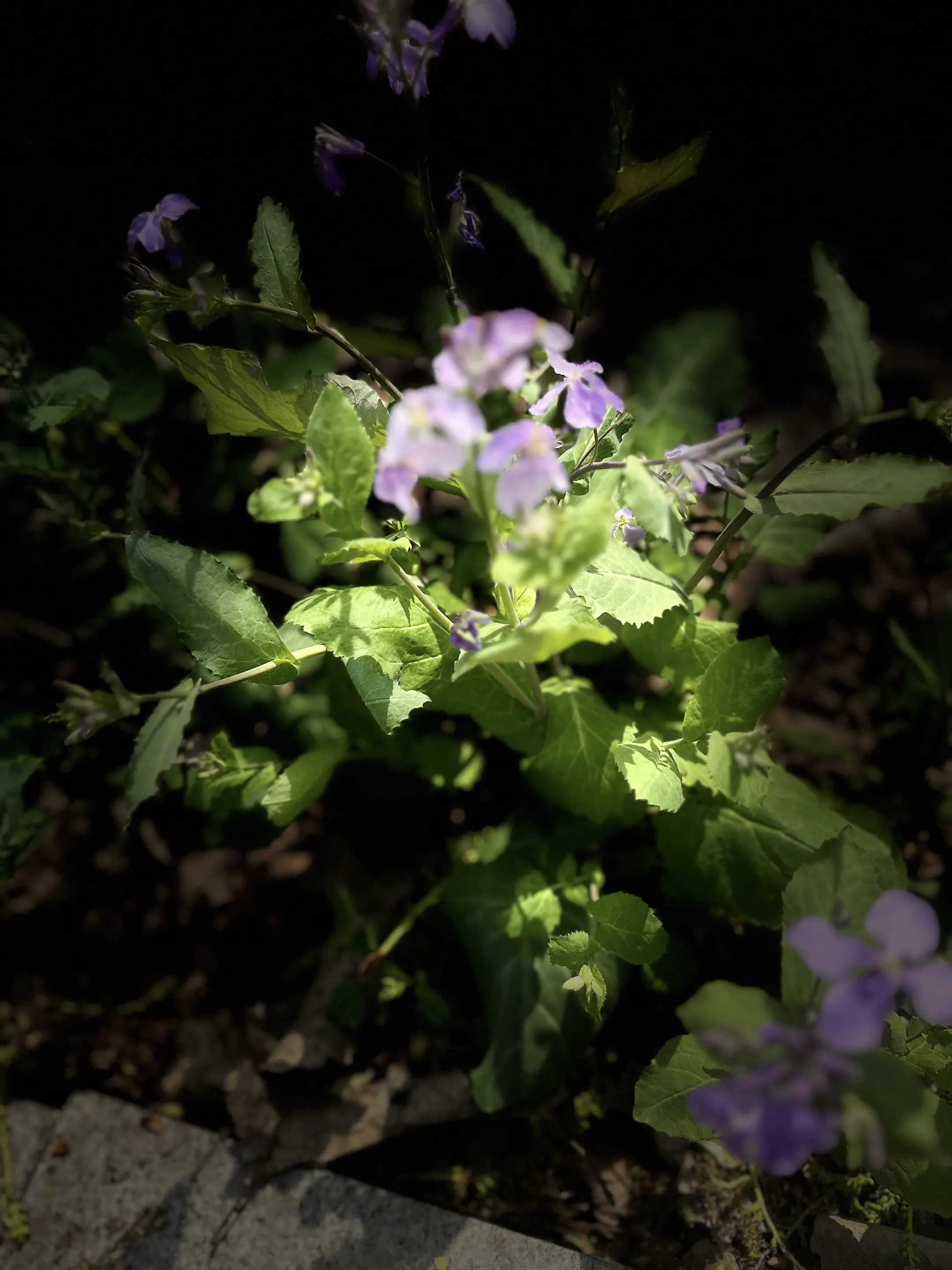 黑暗背景的花 野草