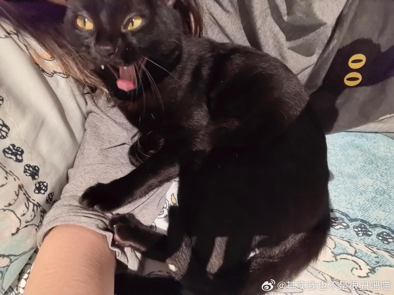 49096【丑猫】 