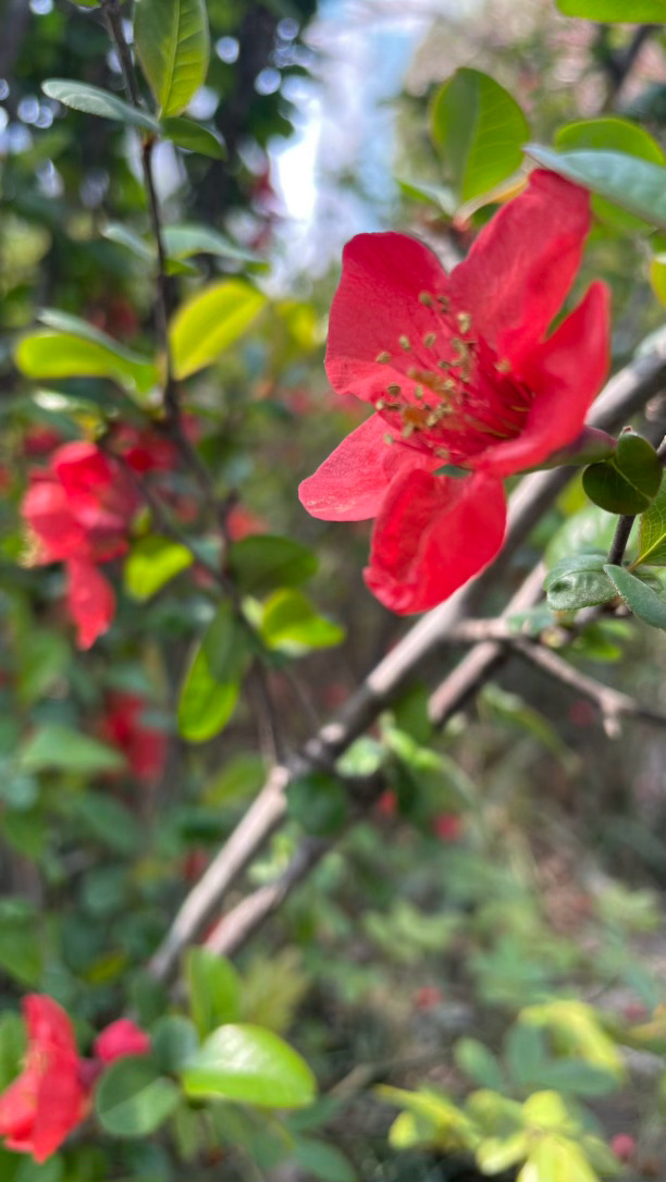 春不迟 相逢有时 