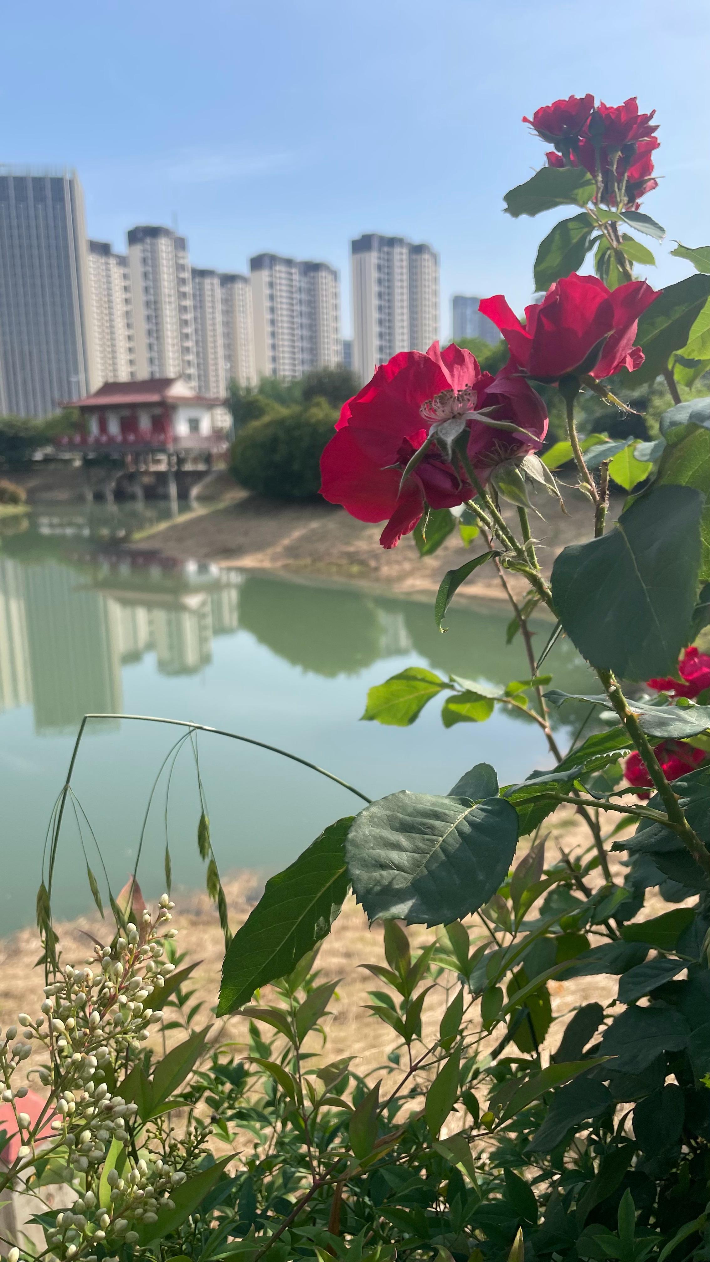 不必匆忙你的目之所及也是别人慕名的风景 郑州·东风渠生态文化公园