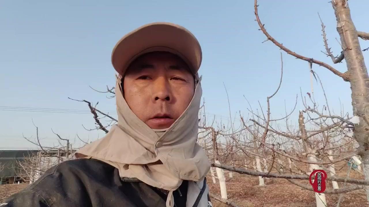 大樱桃在建园时候，株行距选择得根据树型来定。新手种植建议选细纺锥形或者改良主干形