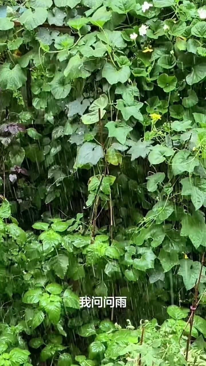 特别喜欢下雨下雪，越下越兴奋，尤其是走在雨中，听着雨滴敲打伞面的声音，整个人都松