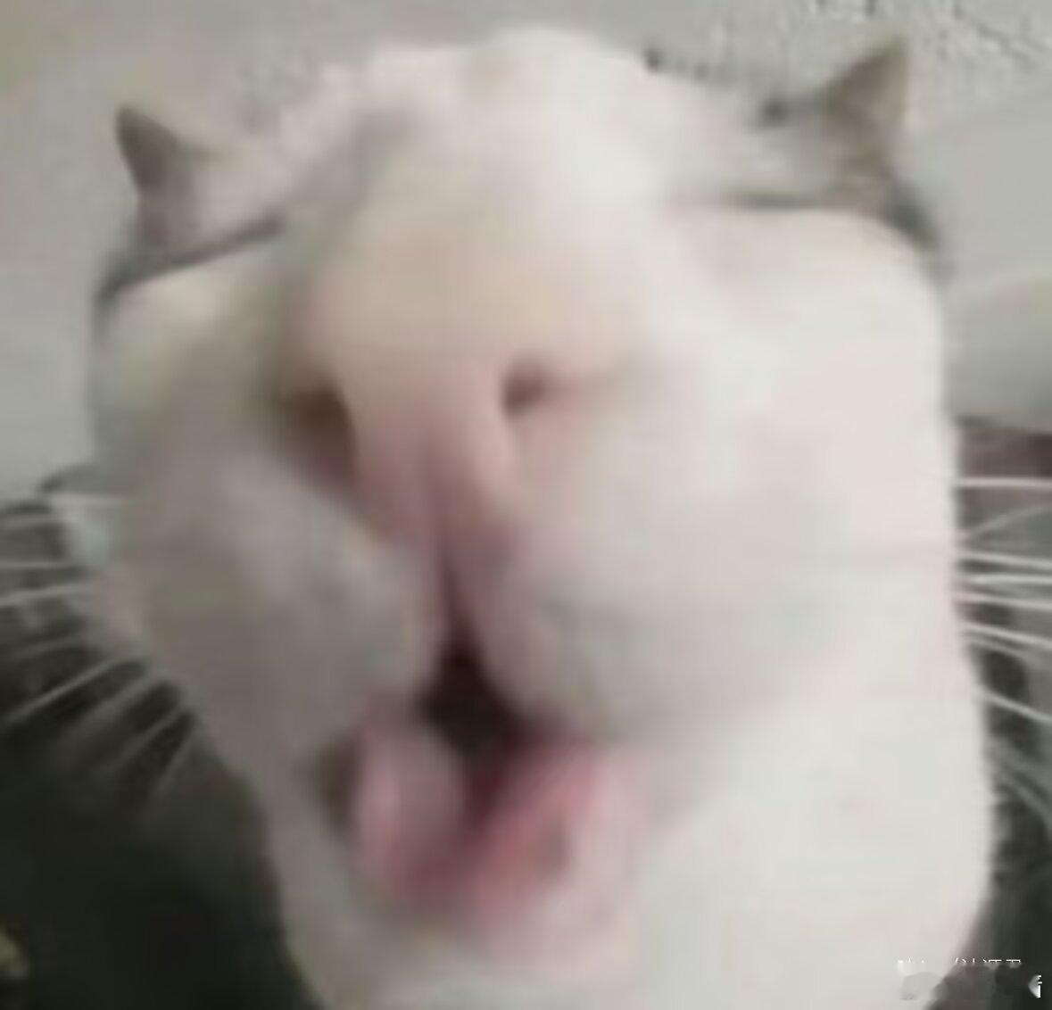 审猫积累 