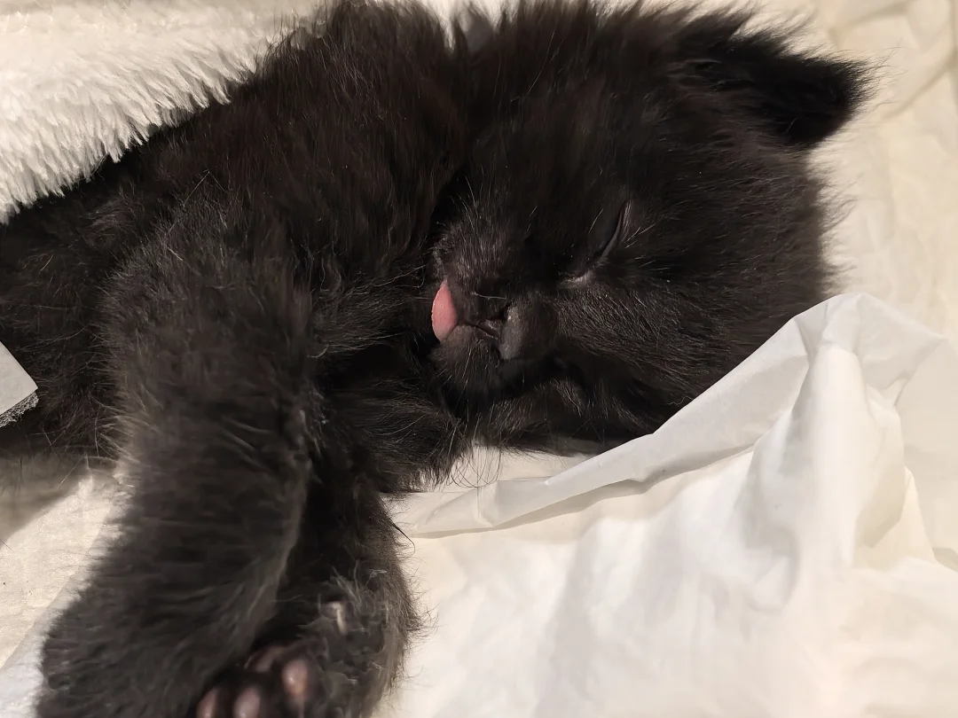 一只叫“国庆”的黑煤球