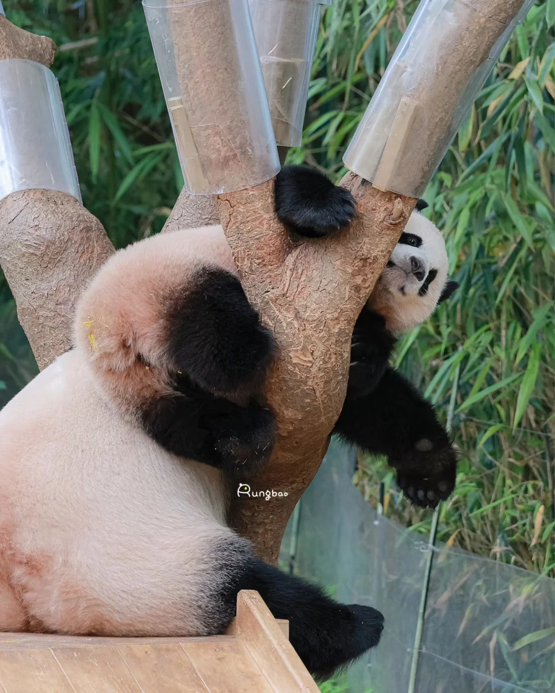 土豆宝宝和土豆妈妈🤣腿腿墩墩的好可爱呀😍