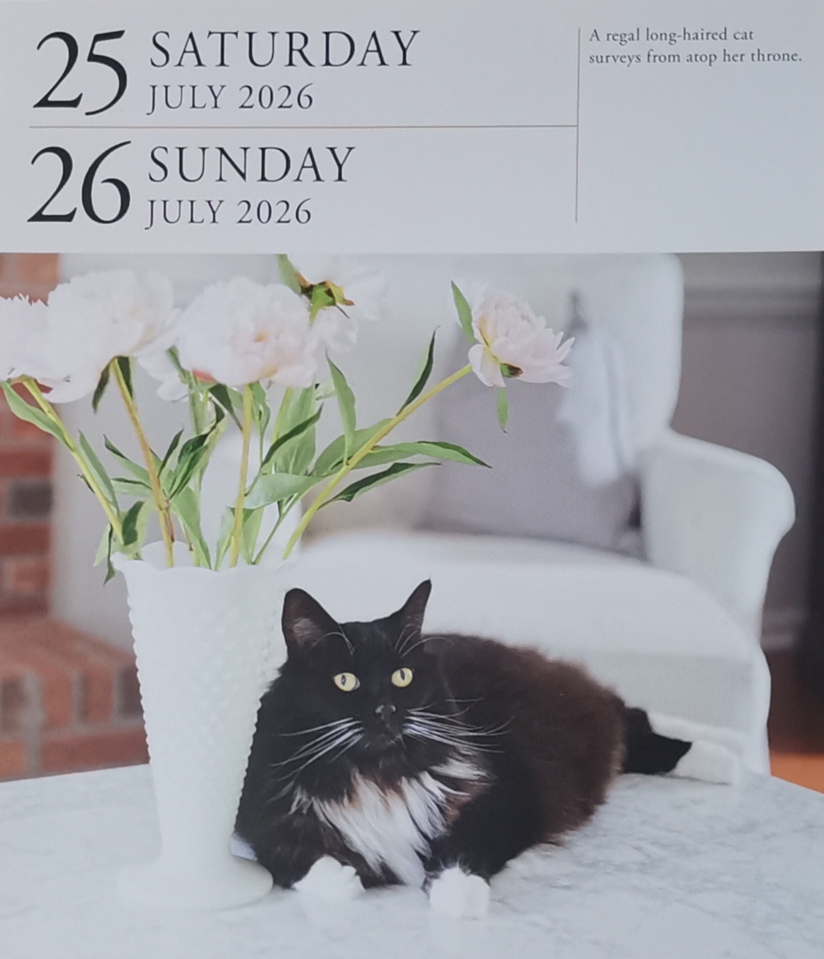 猫宁。今日多帅强弟。一日二猫，洋猫小黑，中猫小狸白。