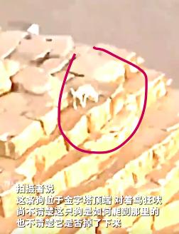 哥们在金字塔顶发现了一条白狗！
这条狗，一定不是第一个上到金字塔顶端的生物。
所