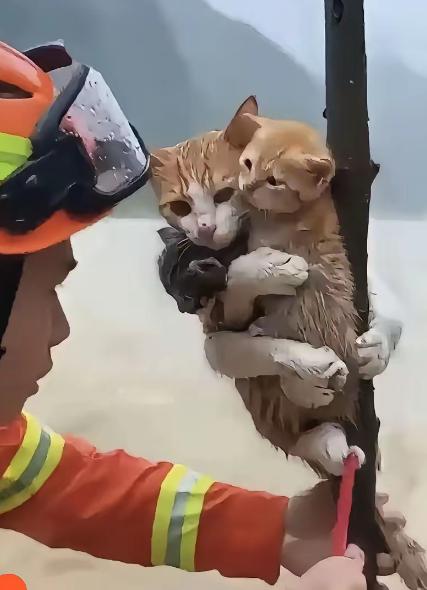 洪水来袭，流浪猫成了“水上救生员”：四脚紧扒树杈，身子悬在水面。在危急时刻仍用尽