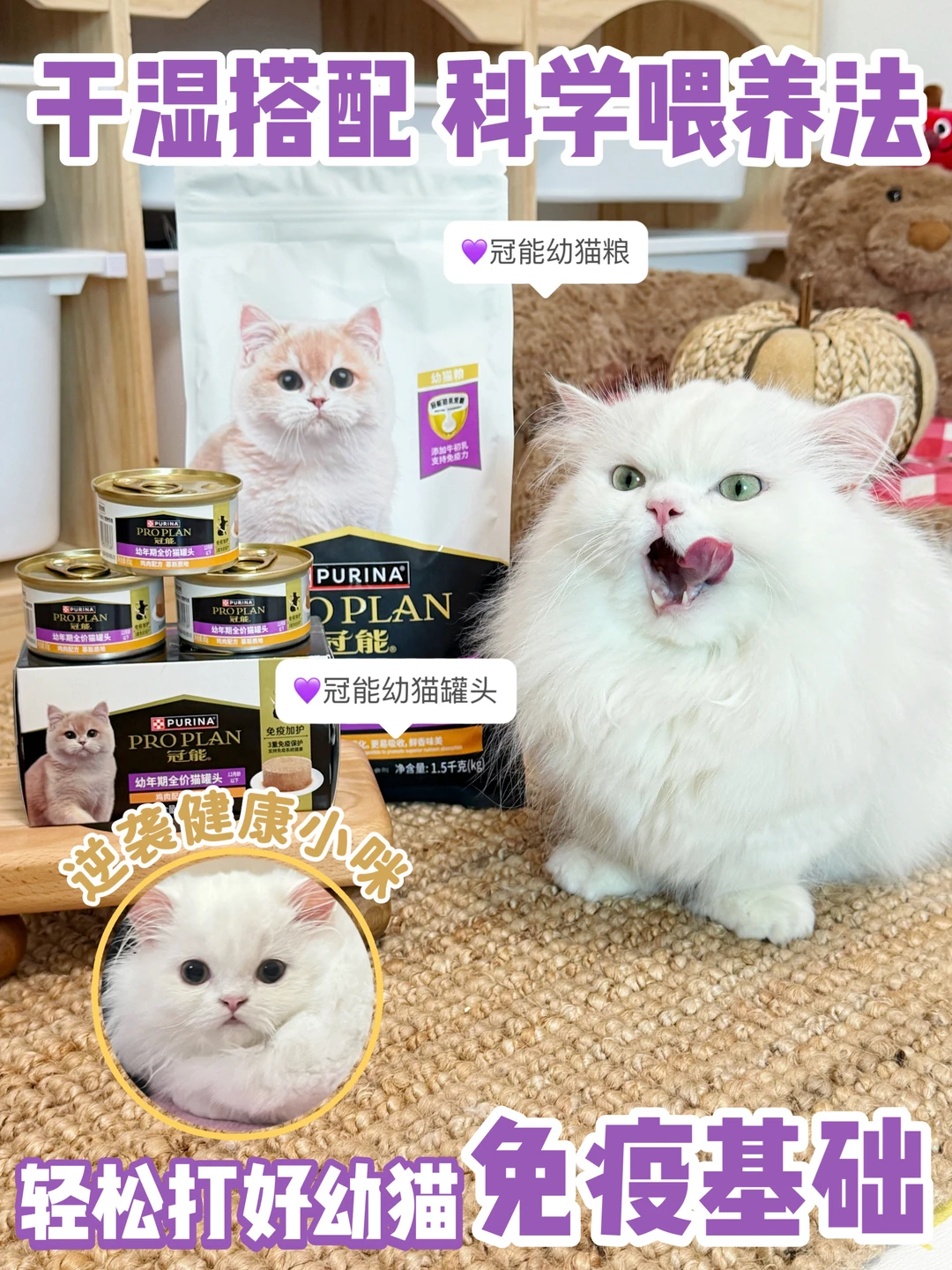 幼猫喂养早干晚湿法则🐱免疫翻倍长肉快💪🏻