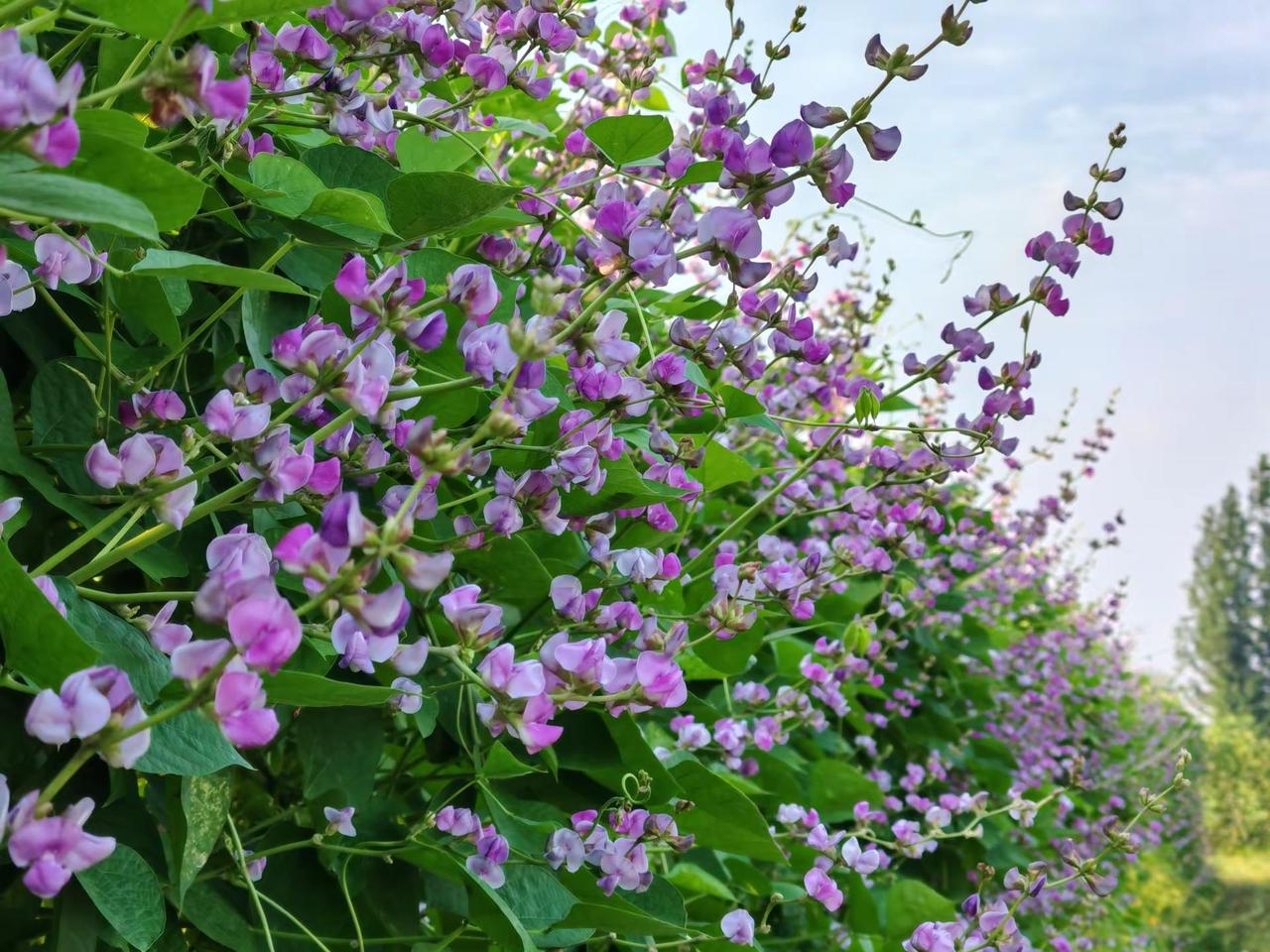 田间蛾眉豆花开 绘就生态夏景图。云梦县城关镇肖李社区的蛾眉豆田垄间，紫白相间的蝶