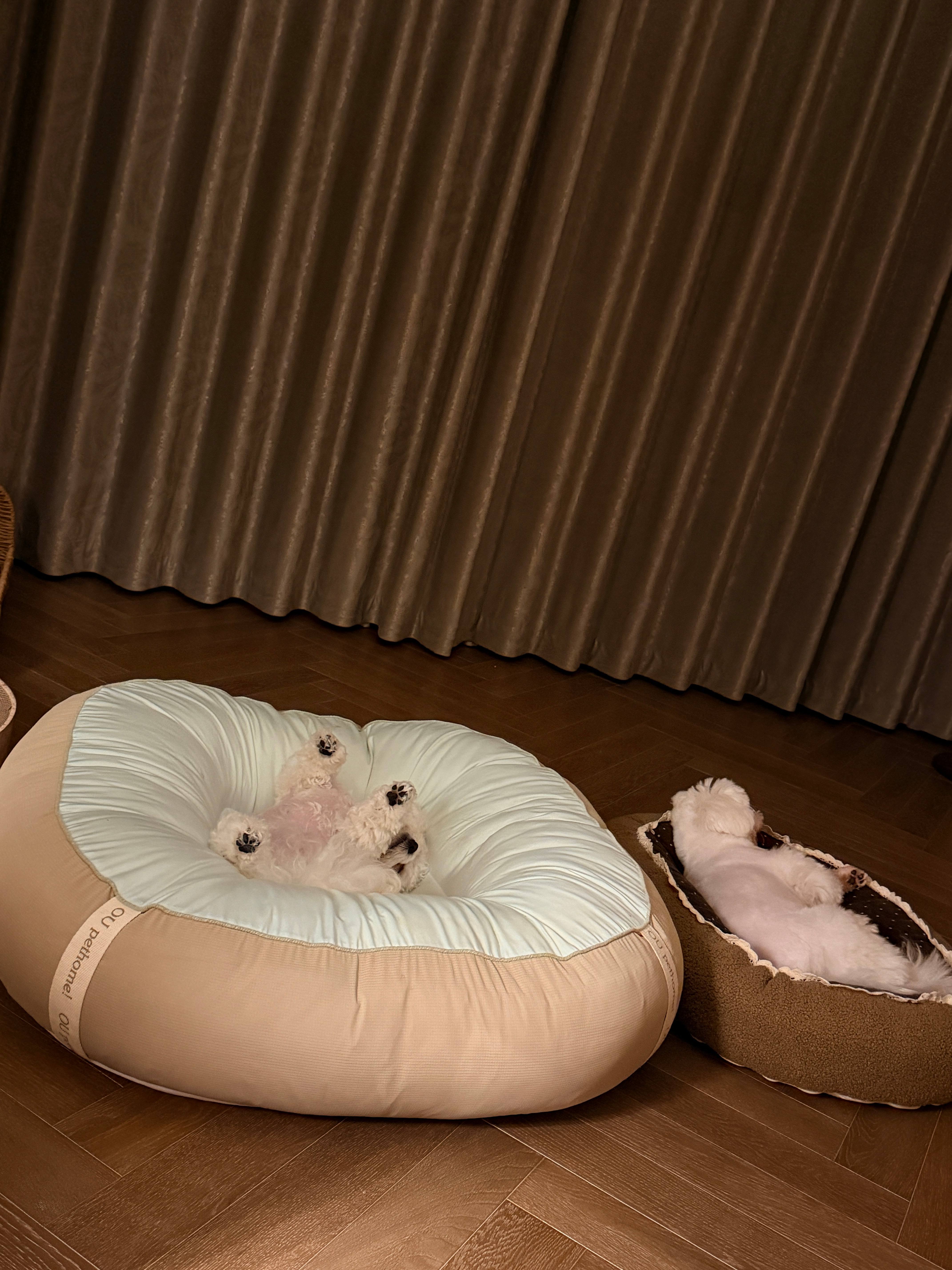 松弛犬 
