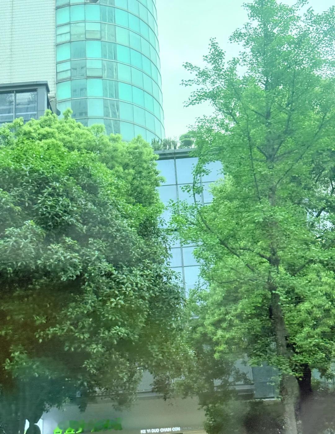 谁敢信早上7:40的长沙出太阳啦！！！
窗外的春天 抬头拍树 这天气翻脸比翻书还