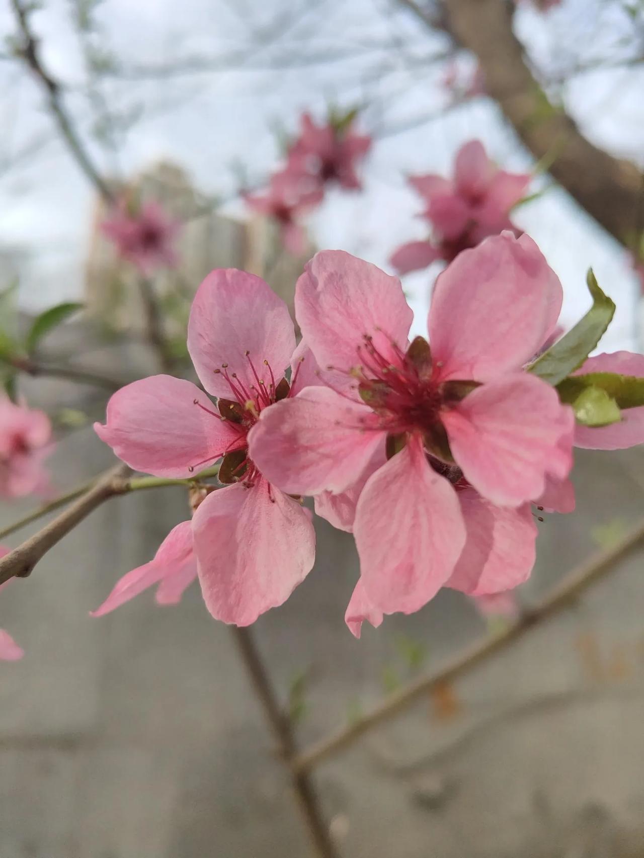 人生的春天，桃花，玉兰，梅花