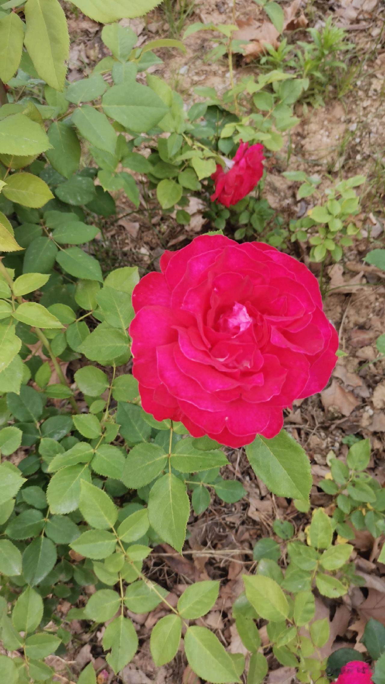 周末戴孩子到附近公园玩，各种颜色的月季竞相绽放，还有樱花🌸。走在其中，香气扑鼻