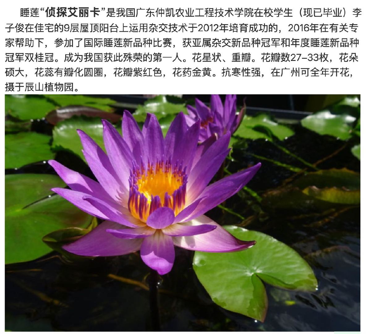 17岁少年在家种出冠军睡莲不怕冷也不怕热的花记住这个名字与故事！“侦探艾丽卡”—