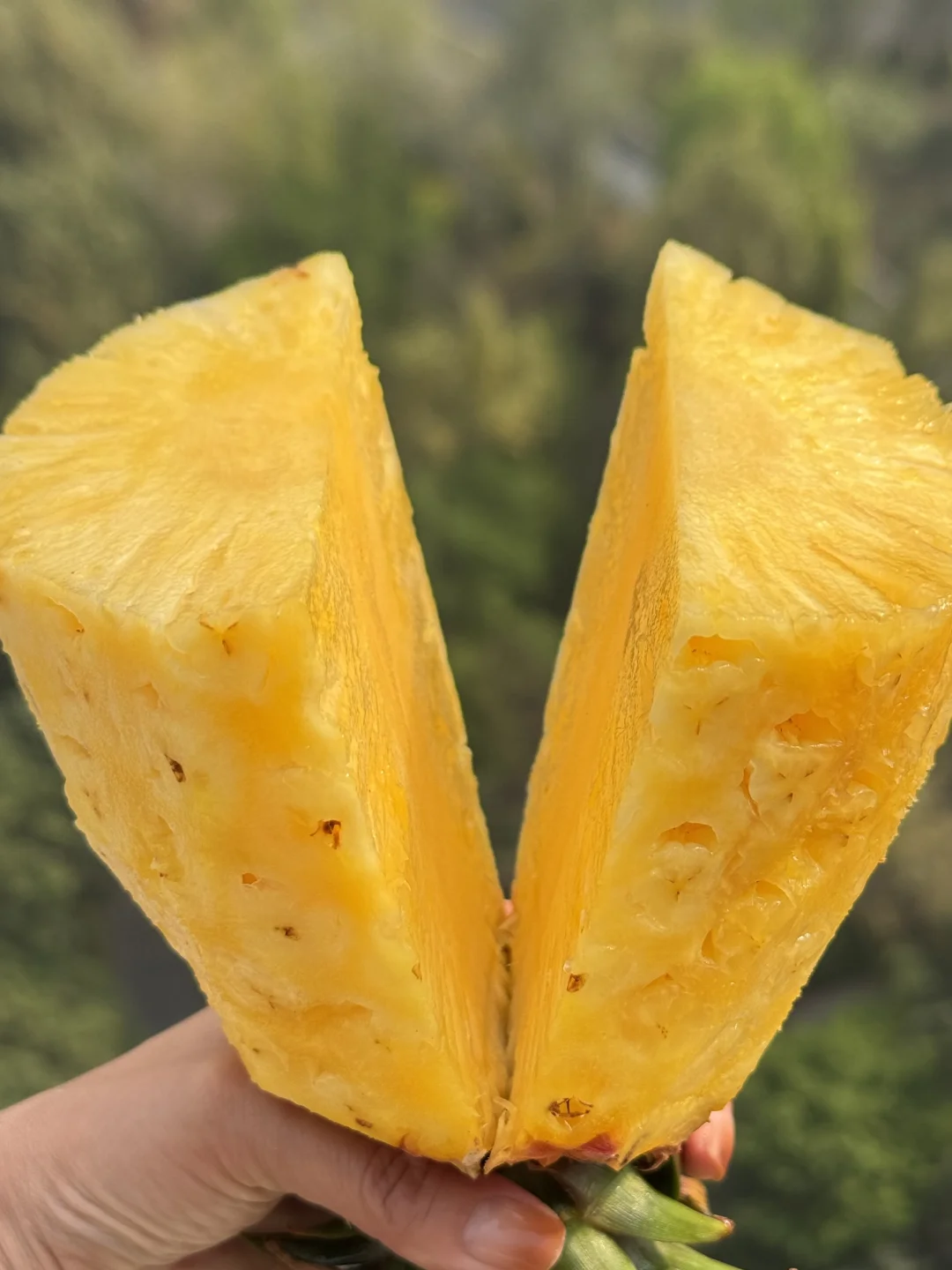 凤梨我只卖自然熟，不卖催熟的低价凤梨！