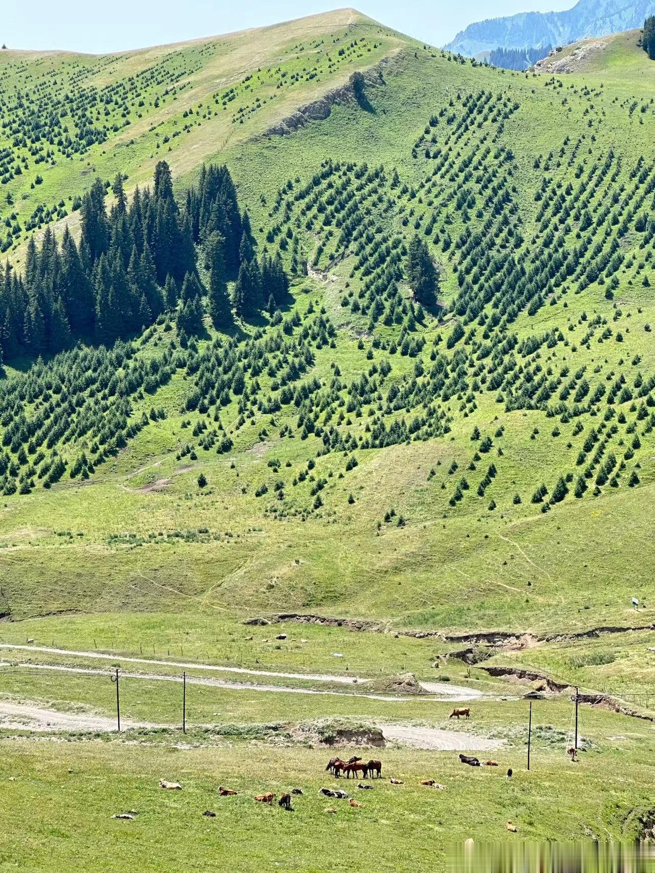 #张大大第一次来新疆# 张大大还是一如既往的活蹦乱跳，去新疆的游客照看起来好开心