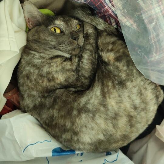 感觉我的猫可以投丑猫bot