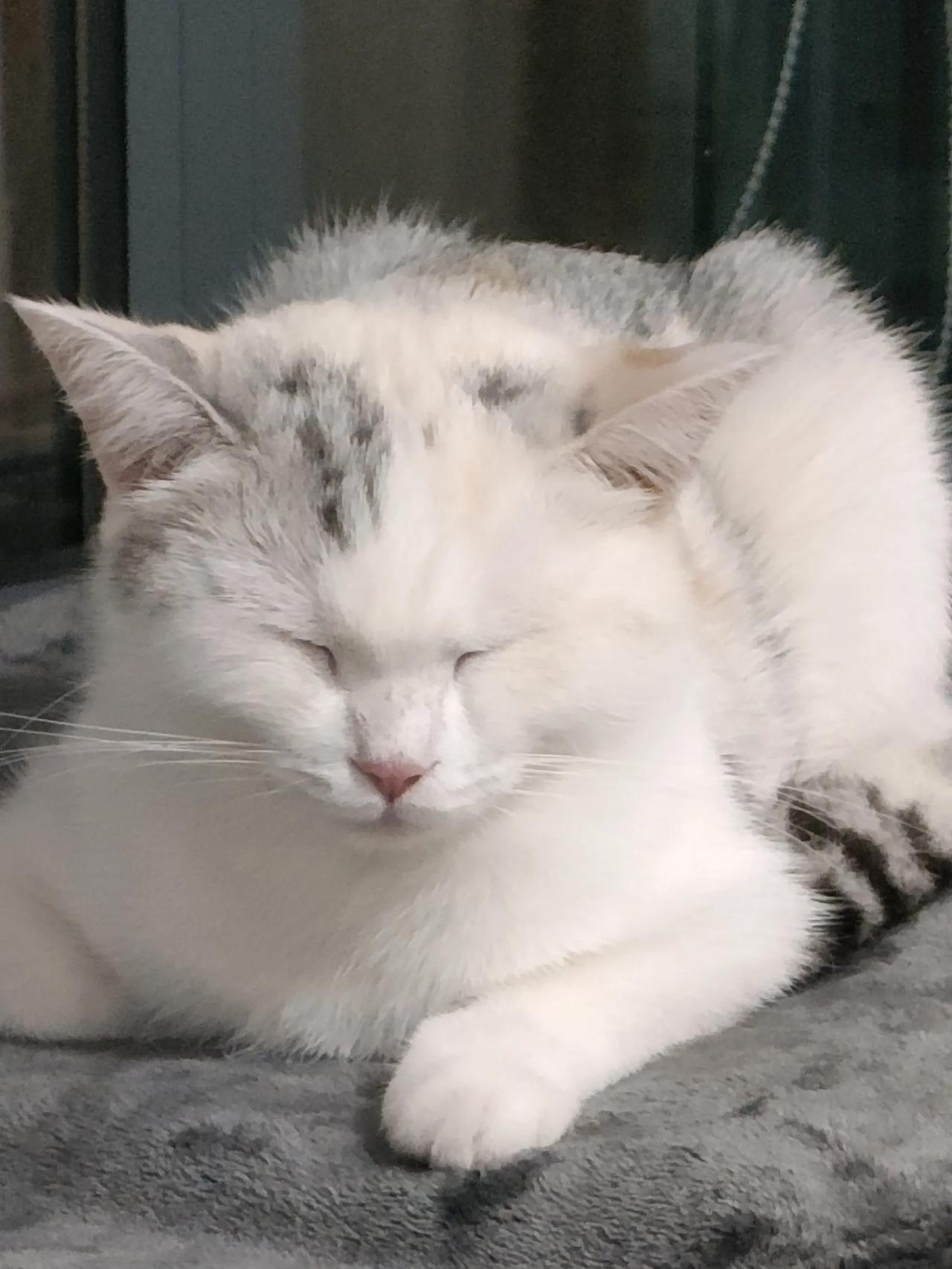 据说猫咪失去表情管理时，就是进入了深度睡眠。
米宝此刻明明睡到失去表情管理，连无