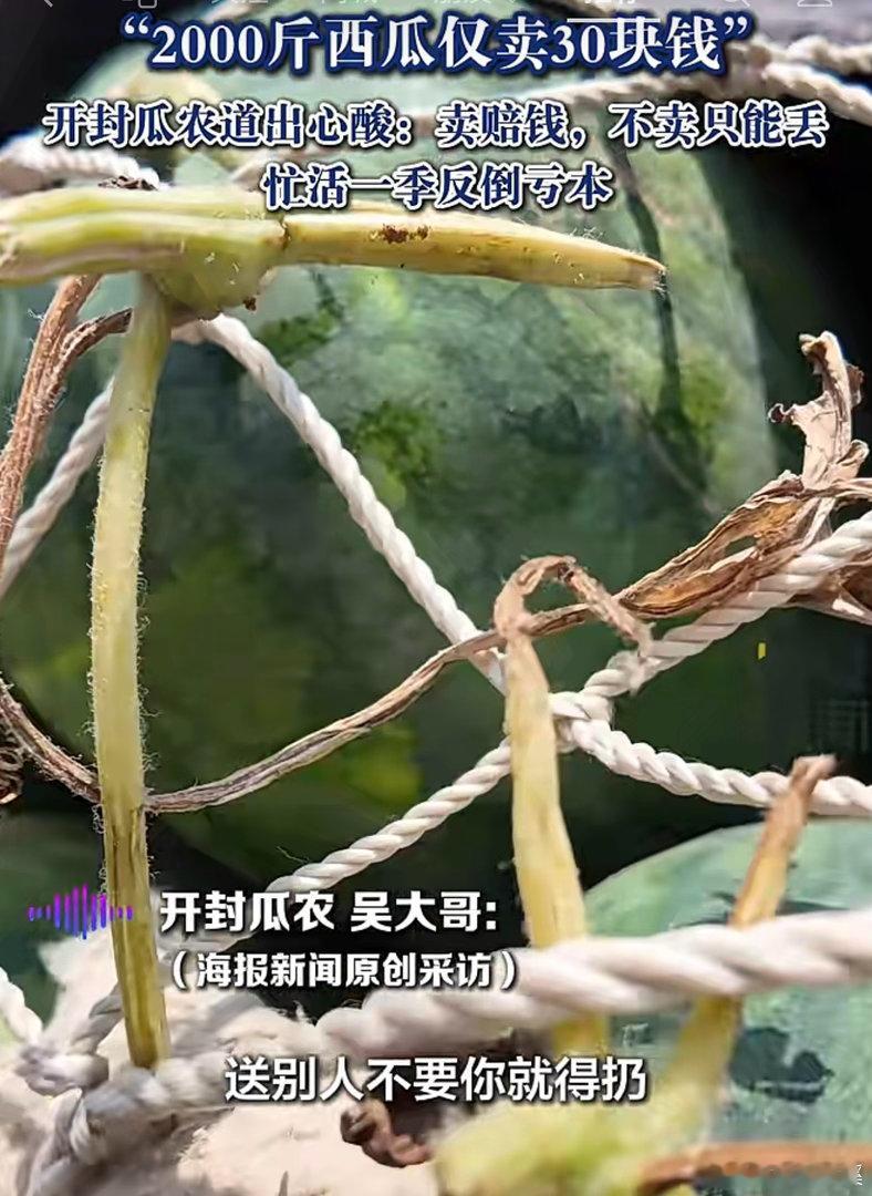 2000斤西瓜仅卖30块钱！开封瓜农道出心酸：卖赔钱，不卖只能丢 忙活一季反倒亏