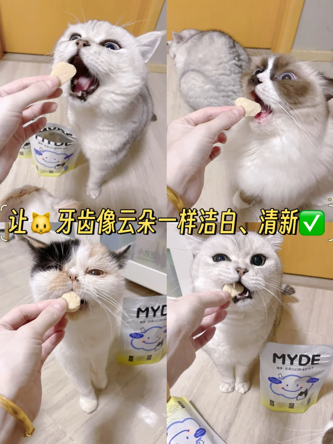 猫咪干吃不胖的原因找到了啊！