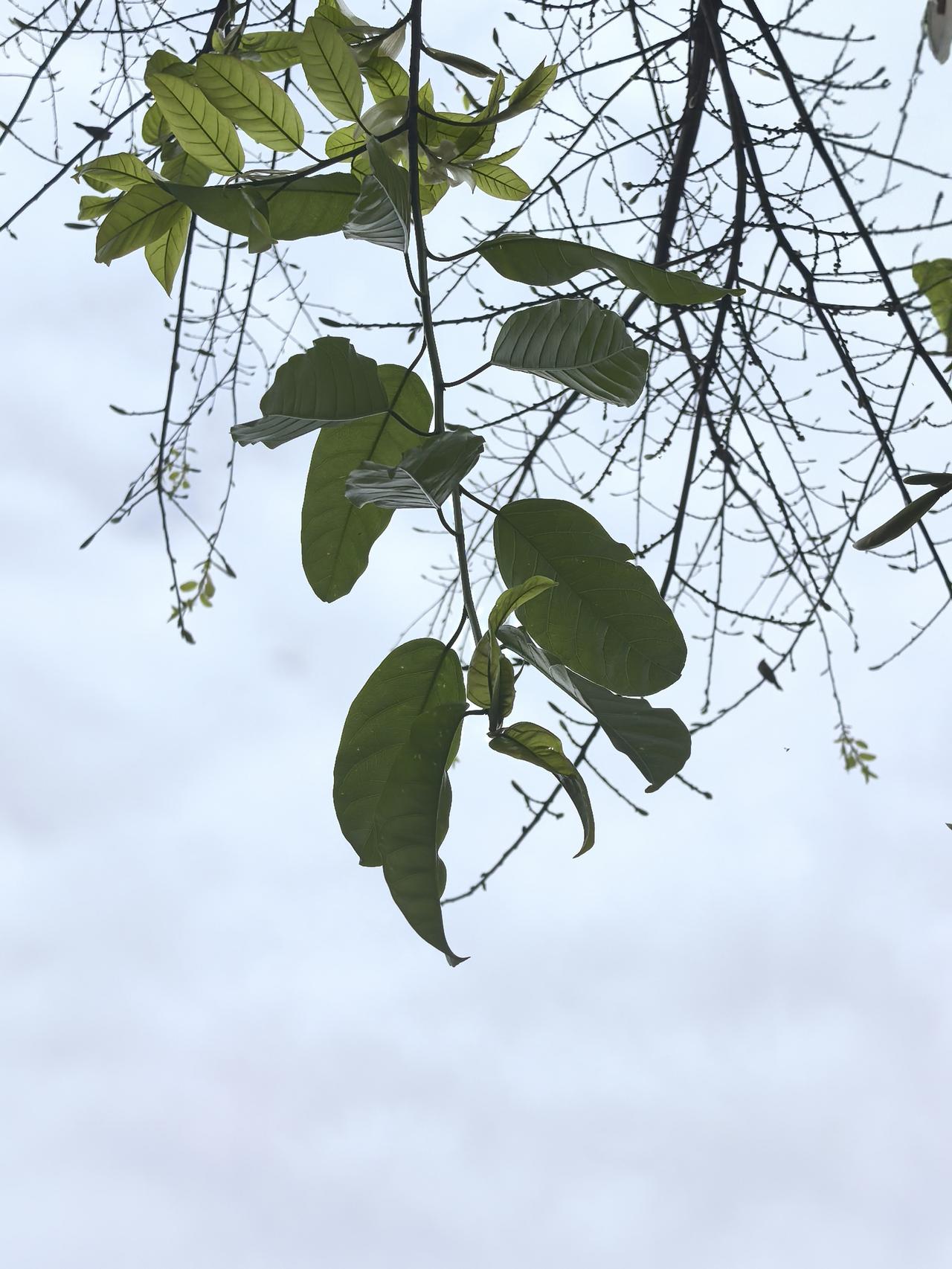 五月的枯萎

文／游明刚

有些枝头，选择五月卸下叶子
叶子经脉上的风雨
坠落的