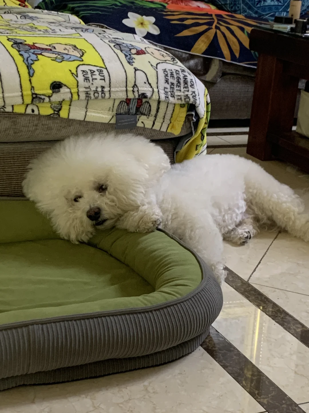 吹电扇睡觉💤