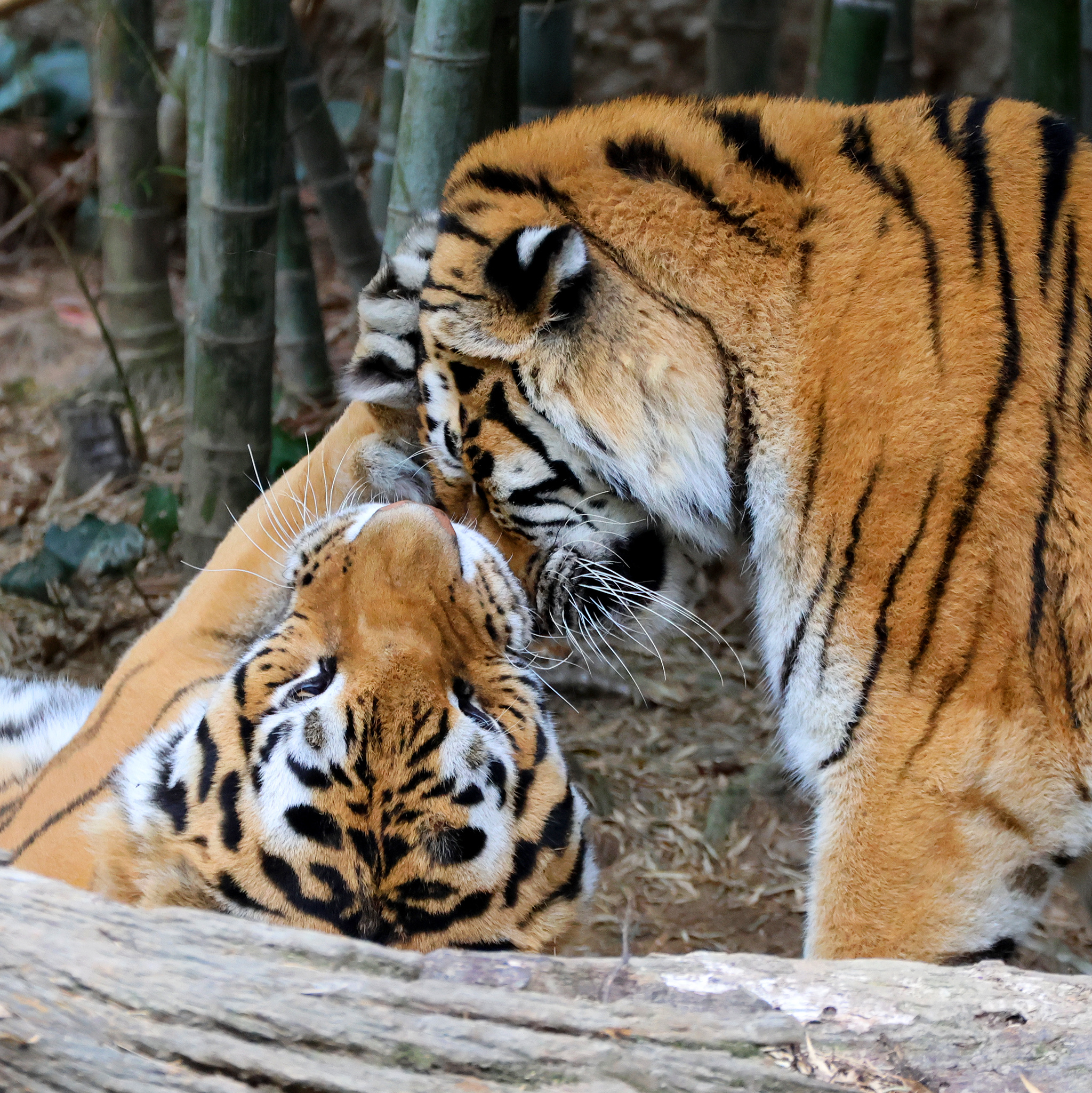 老虎 虎虎夫妻间爱的贴贴~✧*｡(ˊᗜˋ*) ヾ(´ε`ヾ)✧*｡【推：yoko
