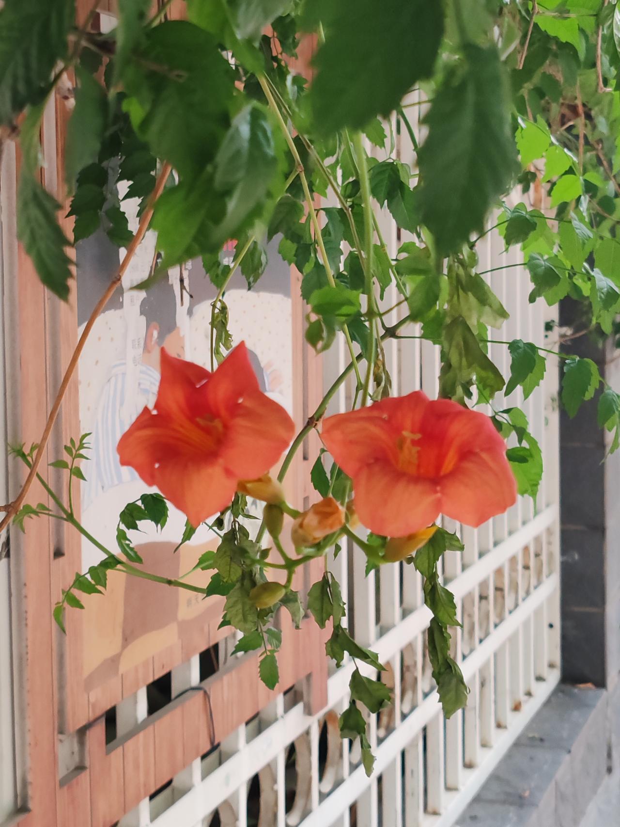 夏日美景随拍《凌霄花》凌霄花儿美，夏日霸凌空。倘若无攀附，难使展娇容。