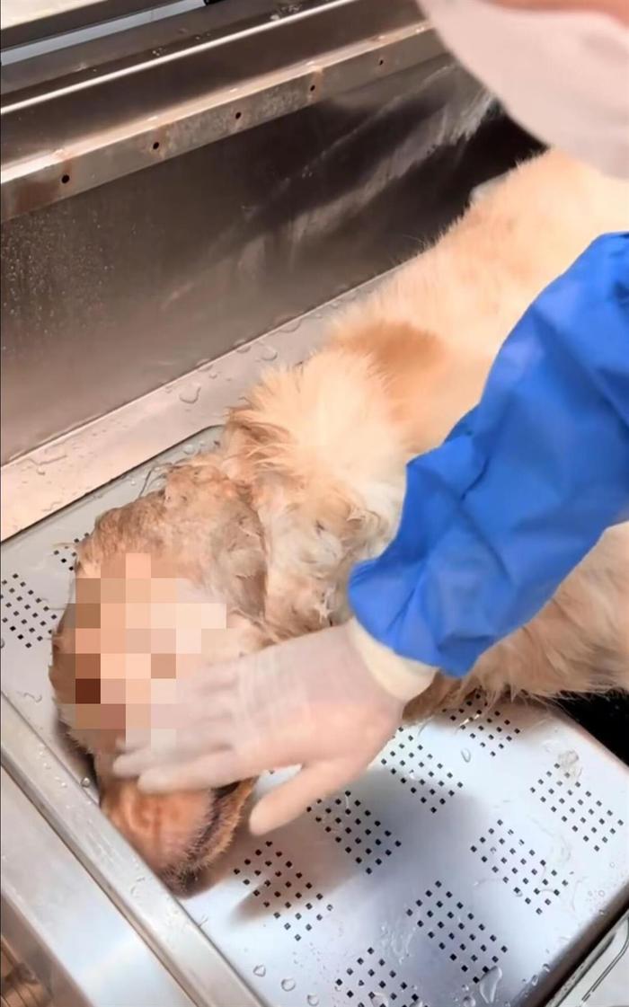 #金毛疑因饭店蹭空调被打死#【金毛犬从家中偷跑，进饭店后被赶出死亡，女主人报警】