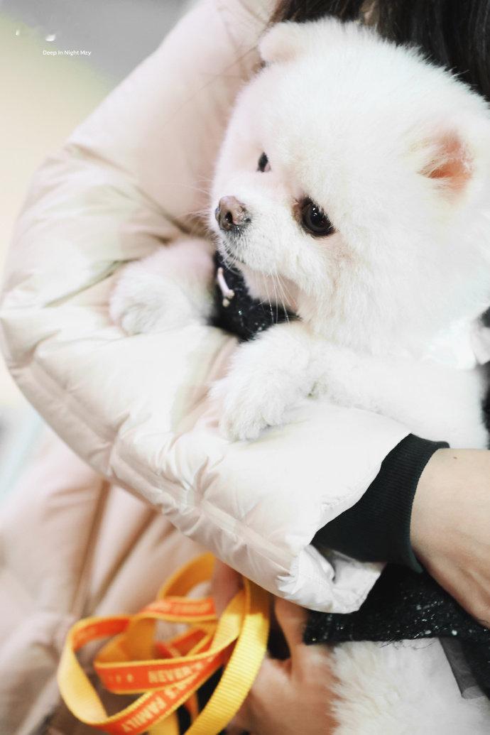 孟子义带狗和粉丝庆生 孟子义穿戏服和粉丝一起庆生 孟子义穿戏服和粉丝一起庆生，孟