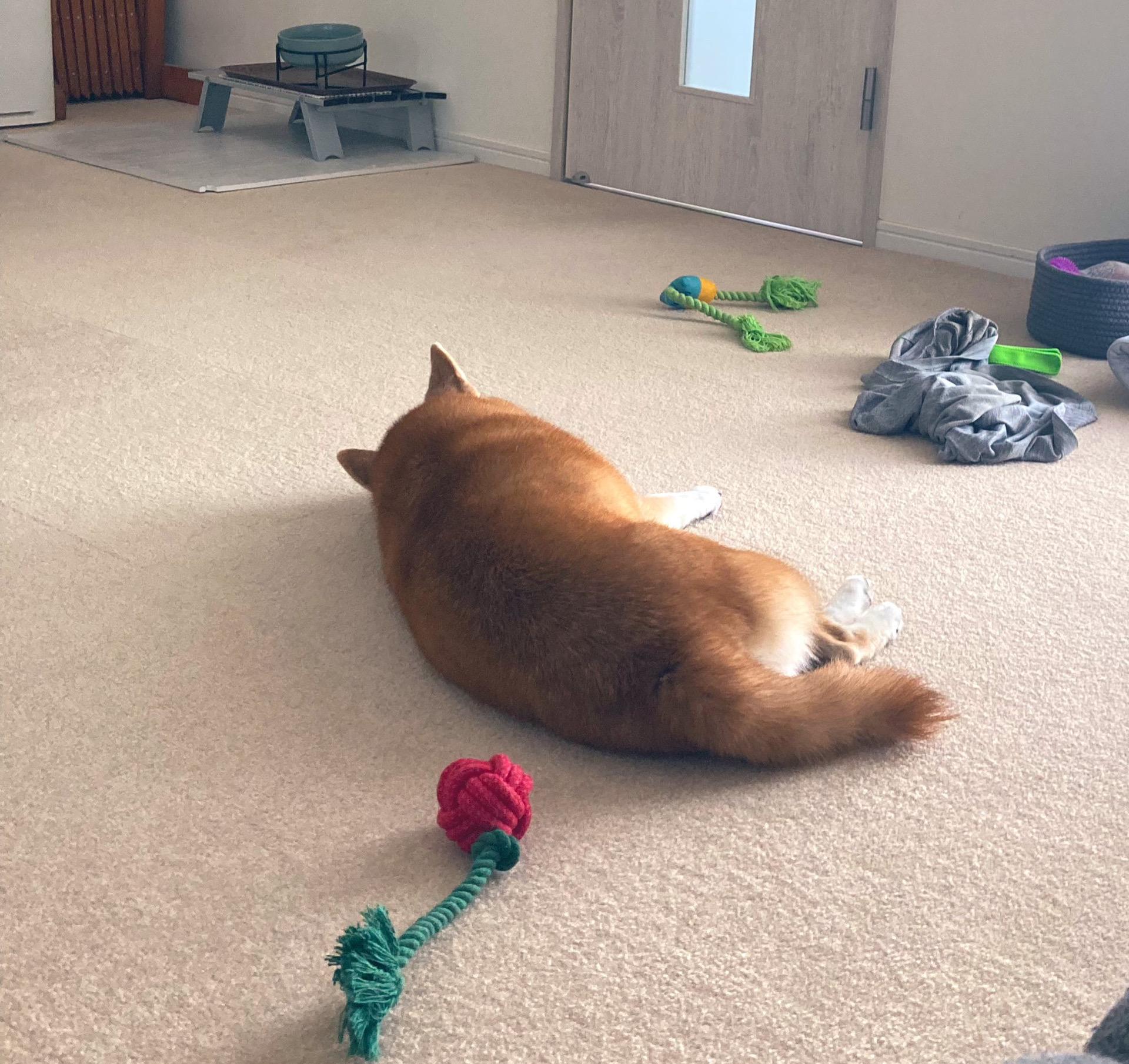 肥胖版黄鼠狼