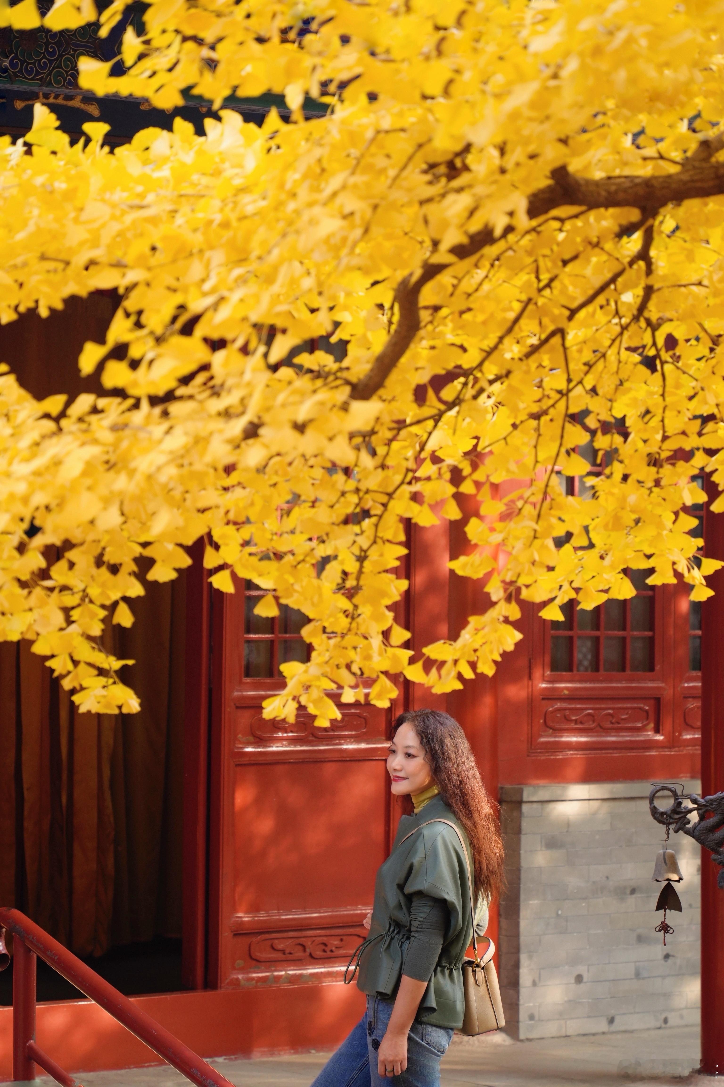 北京之秋，红螺寺银杏。每年11月初，寺内的银杏树便成了最耀眼的存在。大雄宝殿前的