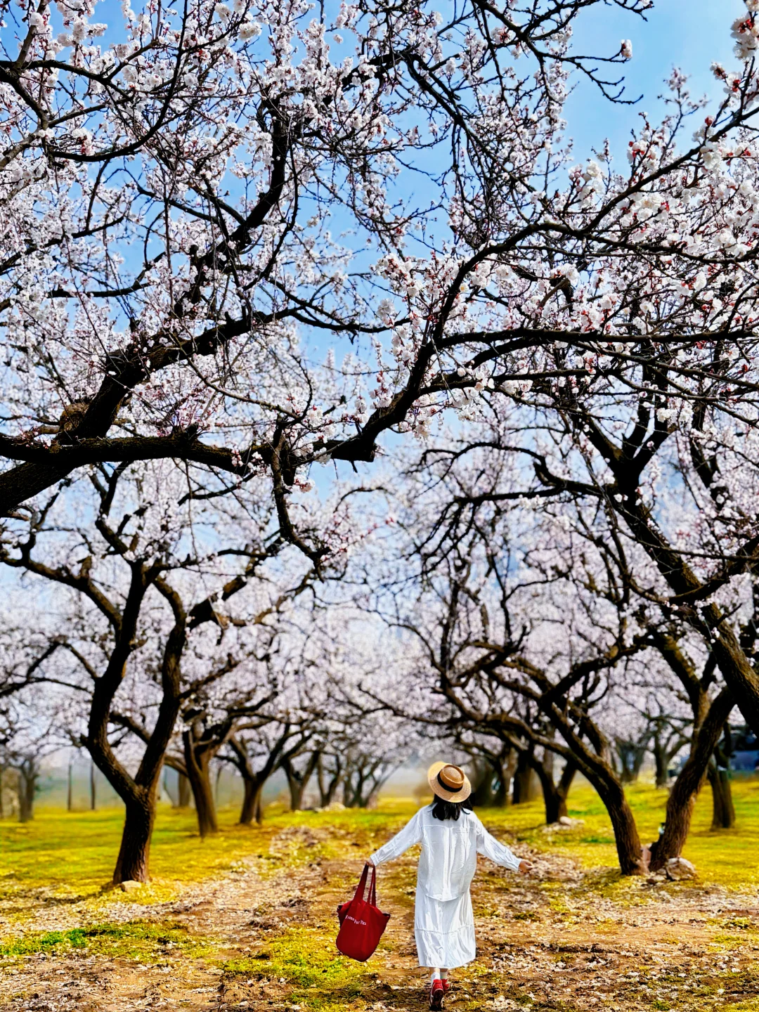 3.10日实拍‼️西安百年杏花开爆🌸错过等一年