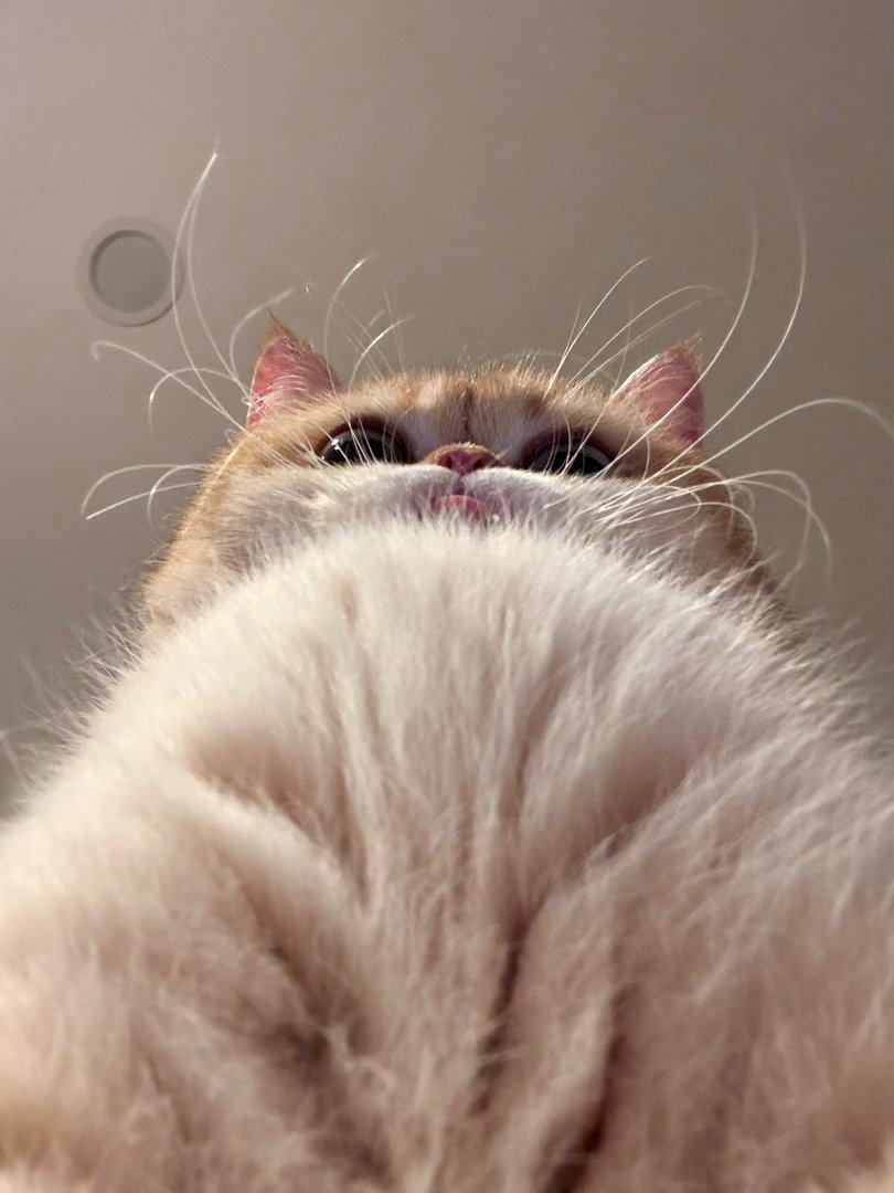 🐈 