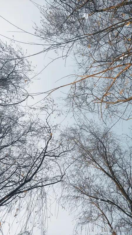 夜晚，躺在温暖的被窝里，听着窗外寒风的呼啸，感受着这份宁静与祥和。冬日生活，虽没