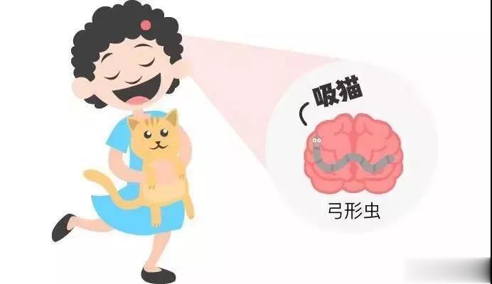 感染弓形虫的狼成为狼群首领的可能性是未感染的狼的46倍。感染了弓形虫的黑猩猩会被