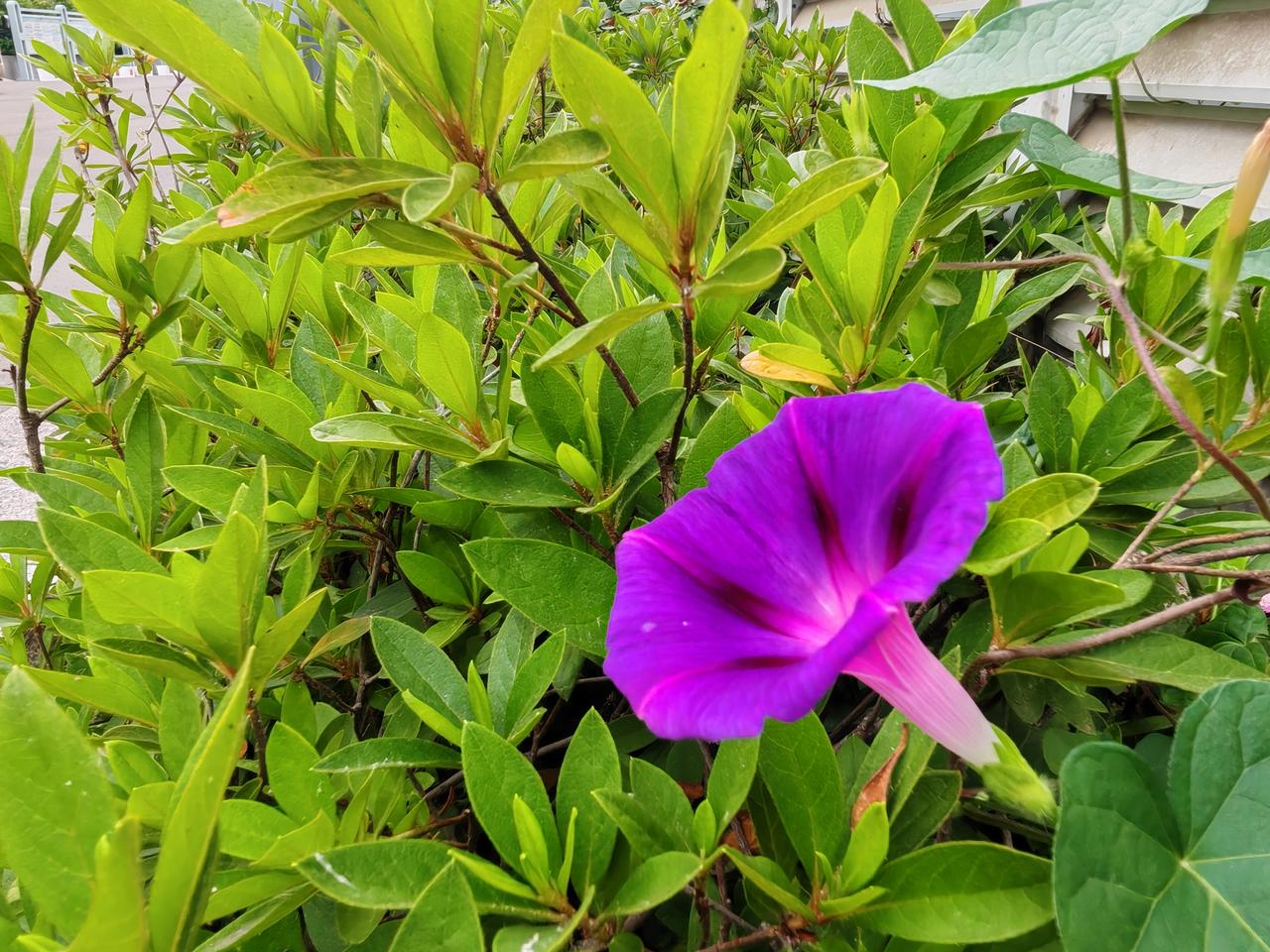 一朵牵牛花，美美的。
