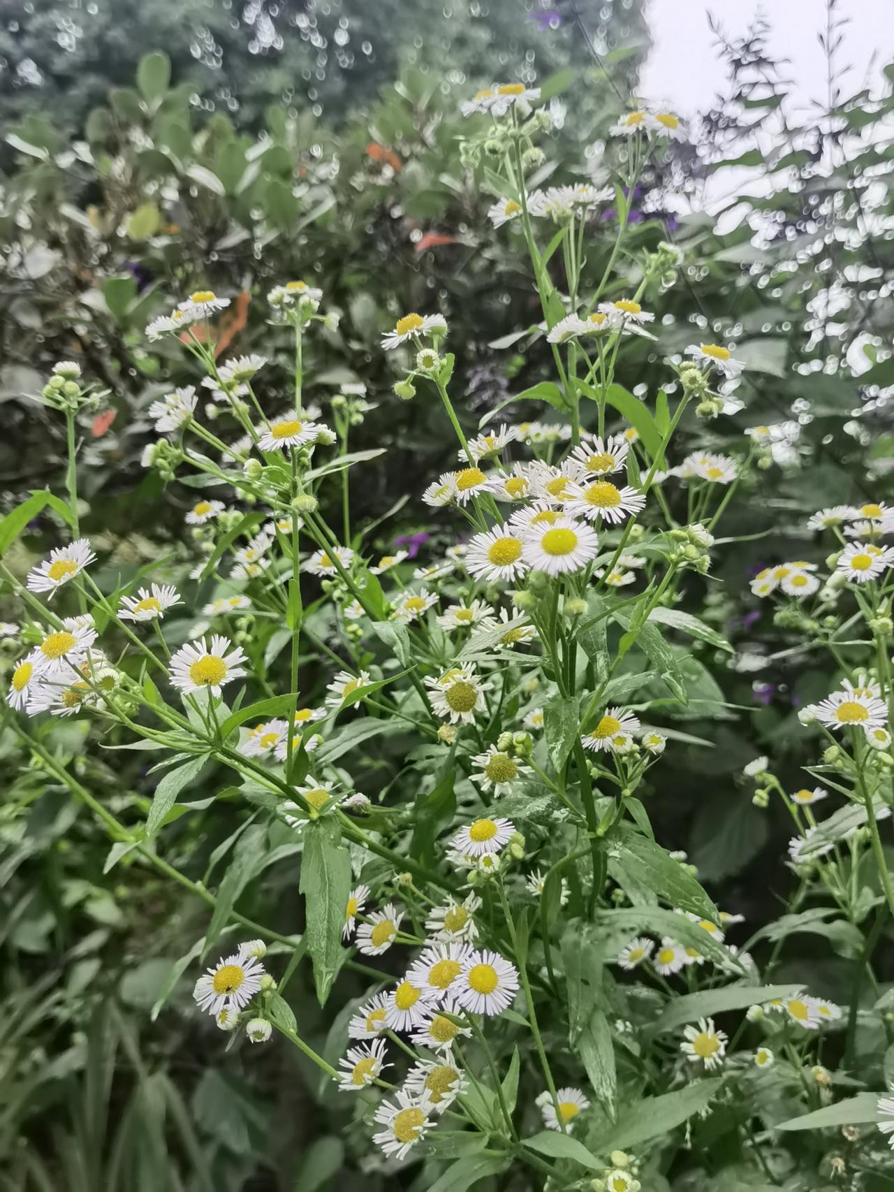晒图笔记大赛武汉植物园夏日生活打卡季，随手拍照记录生活中的美好。