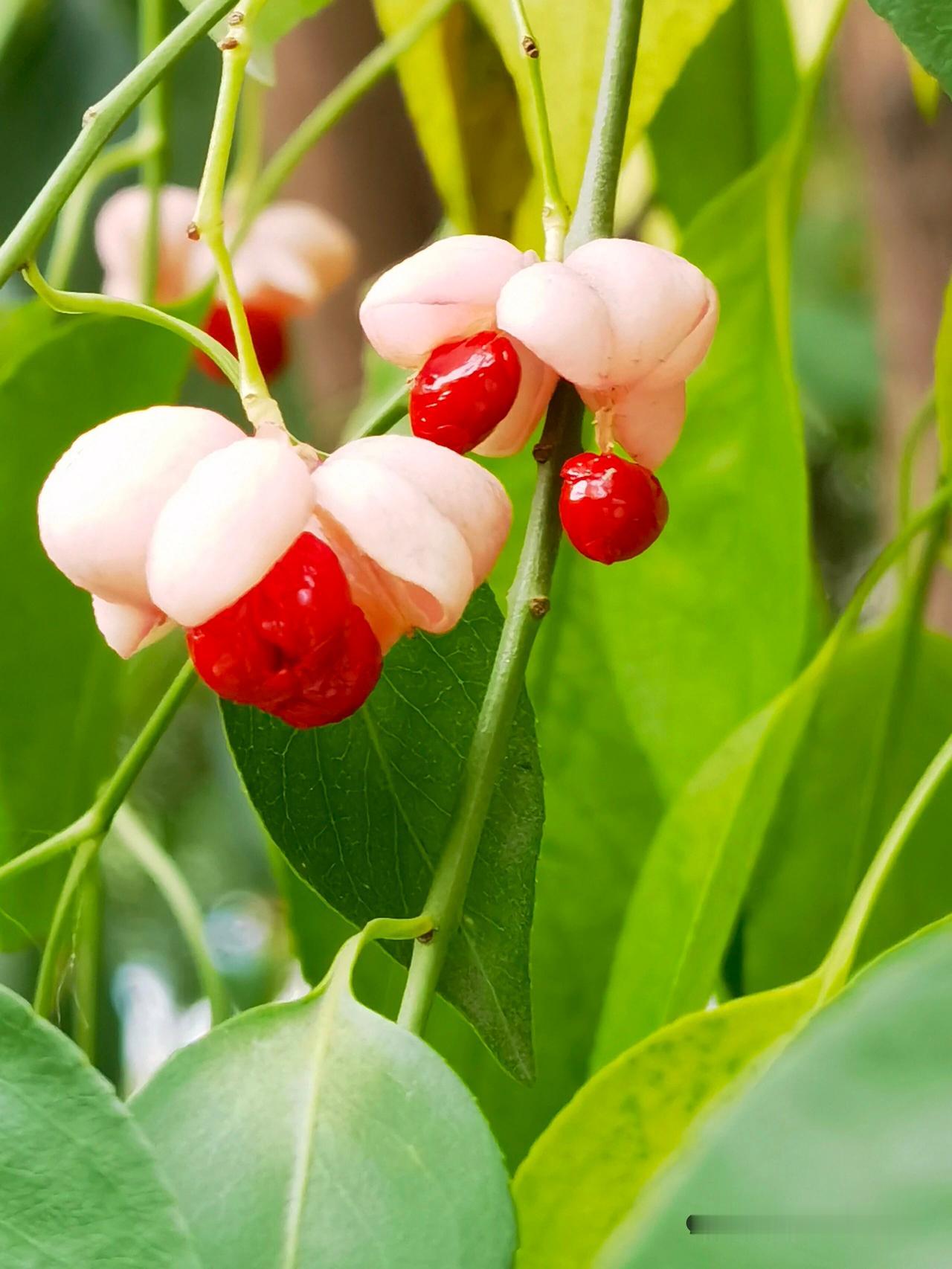 白杜：秋日里的粉红与鲜红

白杜，又名明开夜合，其果实宛如秋日里的小精灵，粉粉的