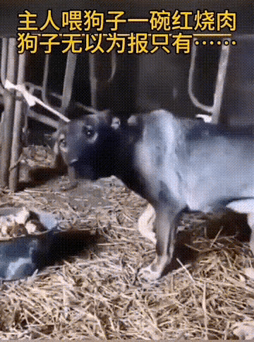 狗子：此身已属君矣，还乞怜惜则个。小狗不气人 知已是矣 知已是矣 委屈小狗眼 拒