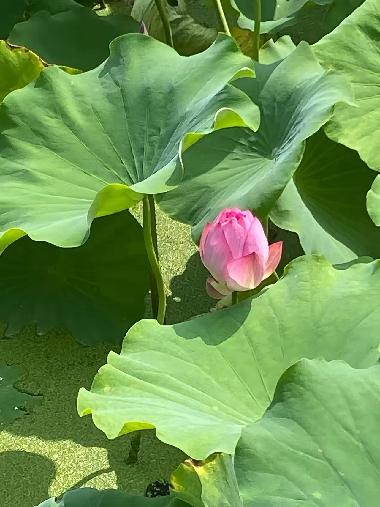 晒晒随手拍的花出污泥而不染，濯清涟而不妖[送自己一朵花][送自己一朵花][送自己