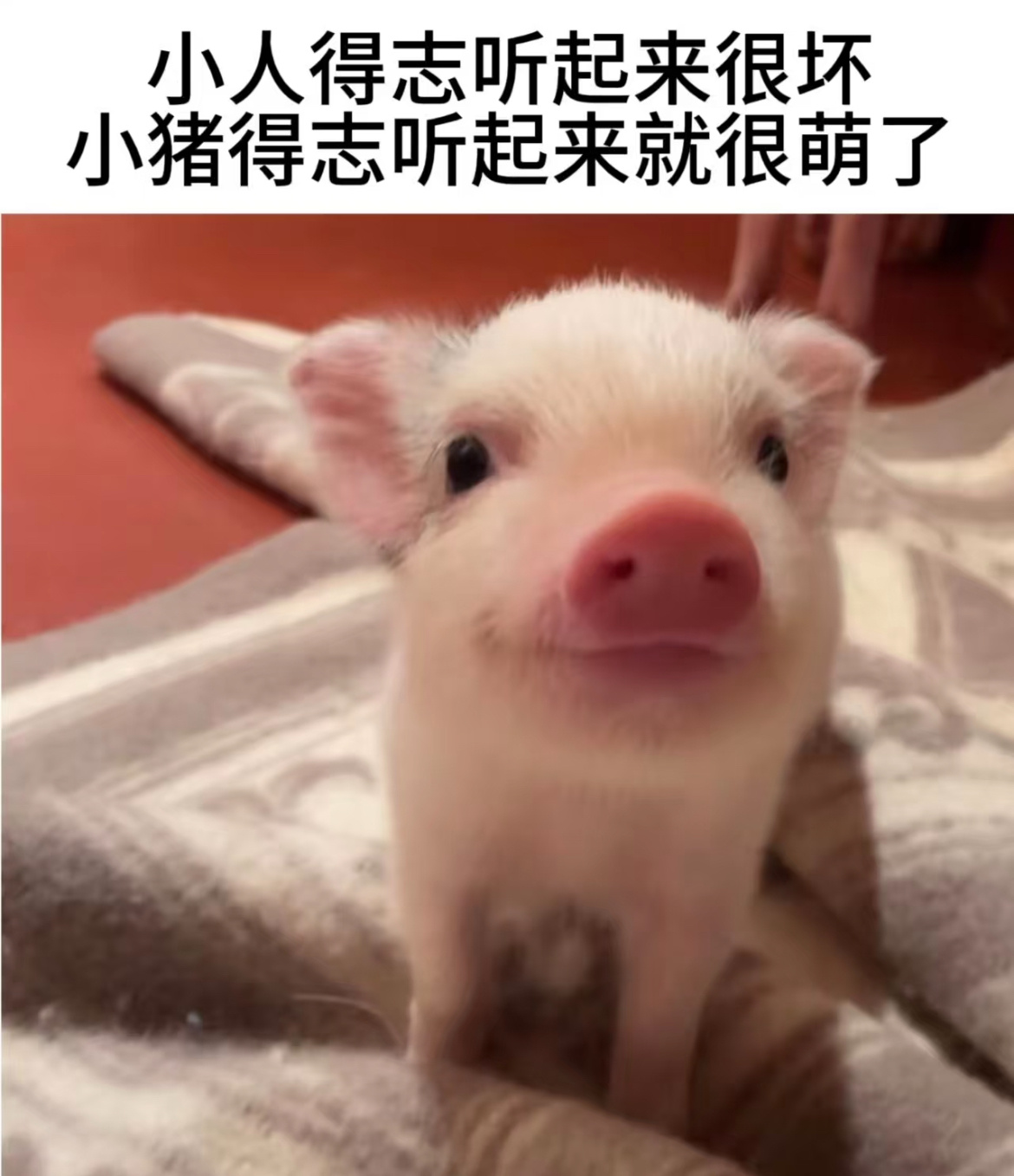 很明显，喜欢小猪的都是好人猪猪表情包猪猪头像 ​​​