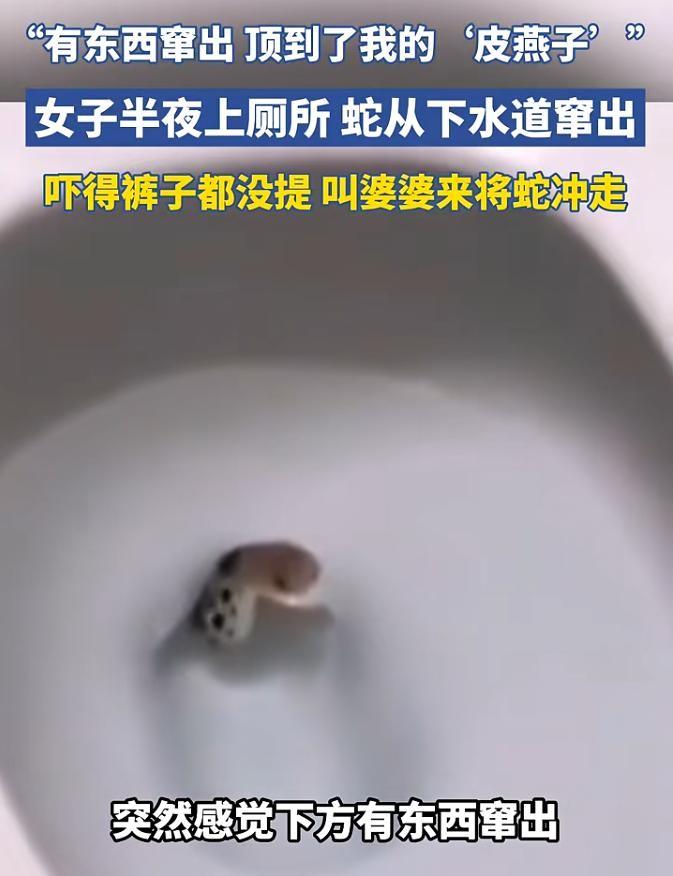 “还好跑的快！”一女子深夜正在上厕所，突然一股凉飕飕的寒意从身下传来。

低头就