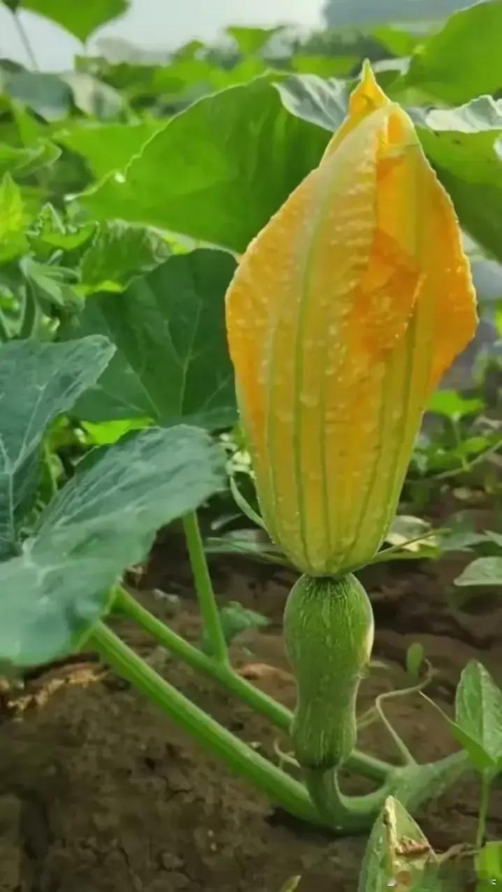 兄弟姐妹们早上好，今晚有没有388个赞？ 