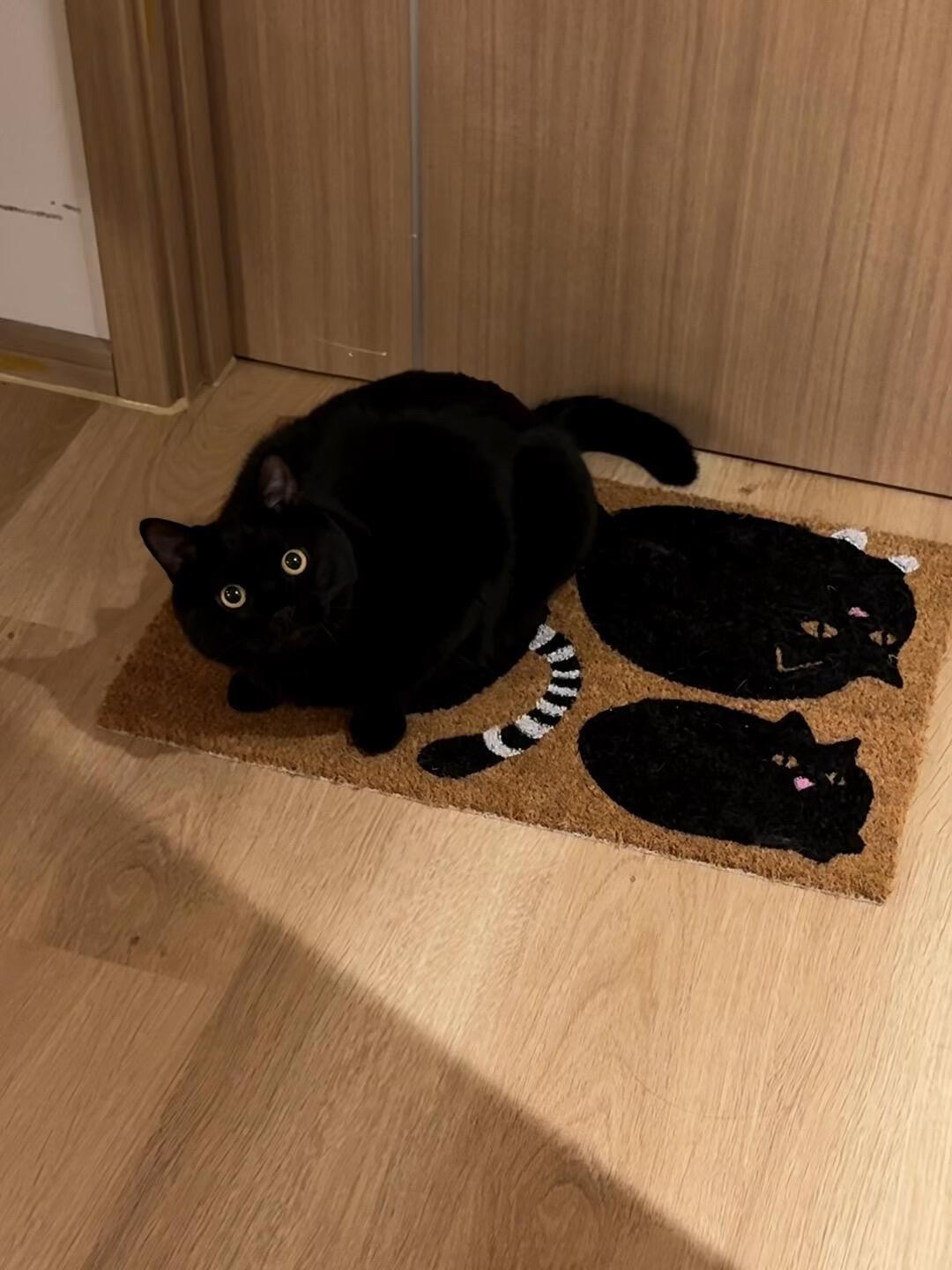 小猫是懂伪装术的 ​​​